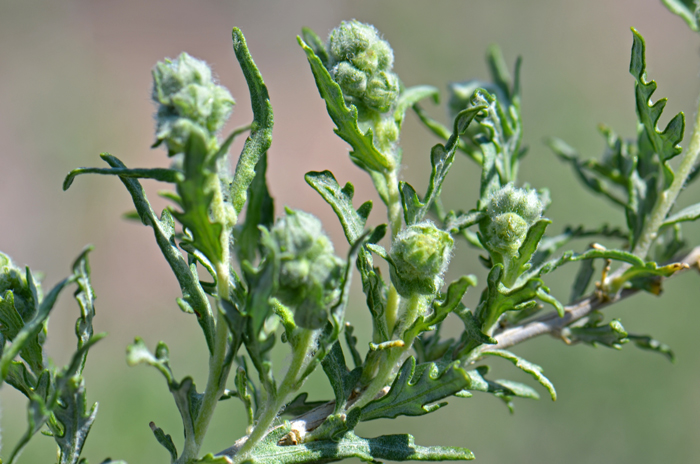 Hollyleaf Bursage has male and female flowers on the same plant. Here are the blooms of male (staminate) flowers just before opening. Plants bloom from April to May. Ambrosia eriocentra 